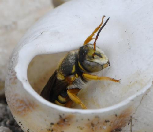Rhodanthidium infuscatum